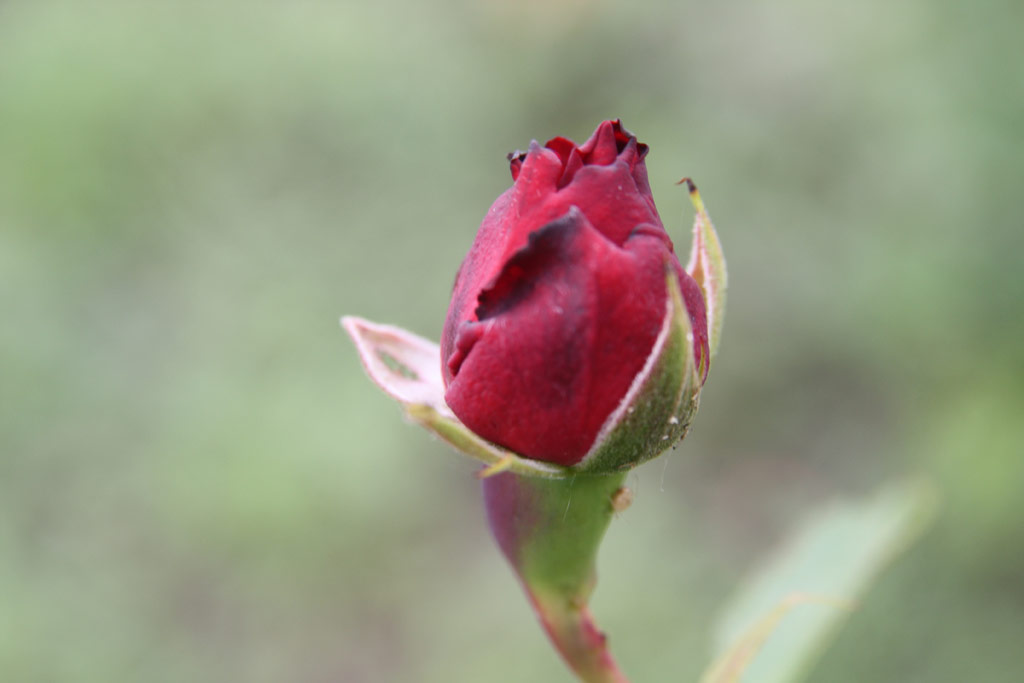 růže Angyal Dezs� Eml�ke