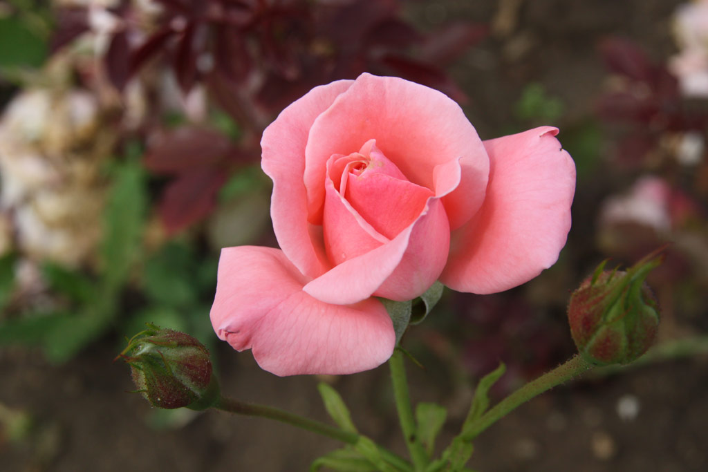 růže Ann Elizabeth