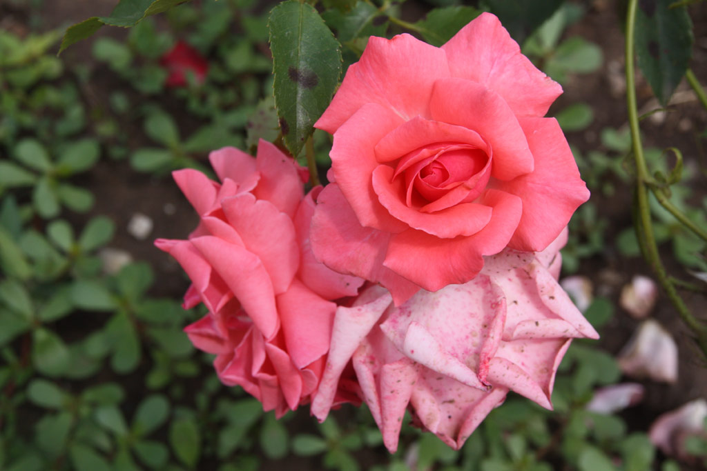 růže Ann Elizabeth