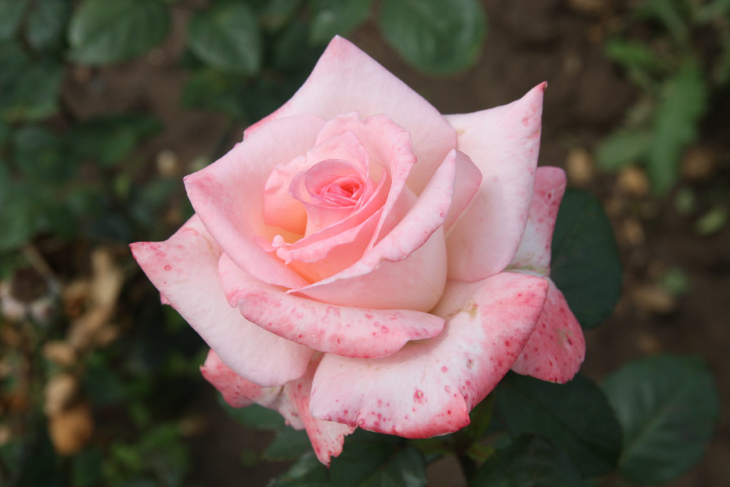 růže Anna