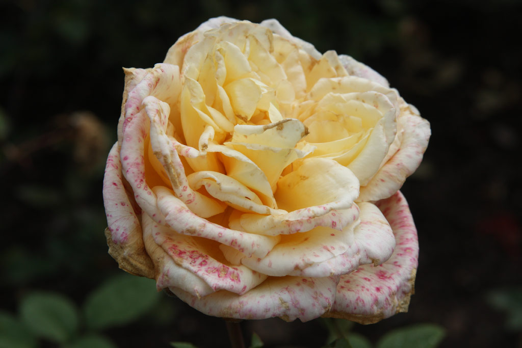 růže Anna Olivier