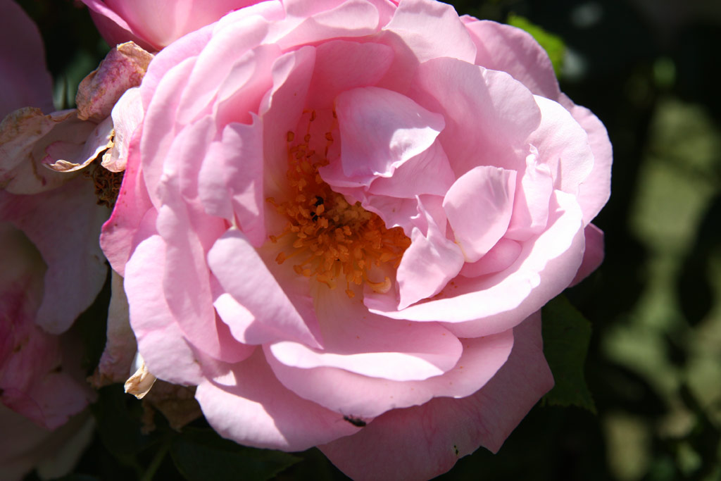 růže Anna Scharsach