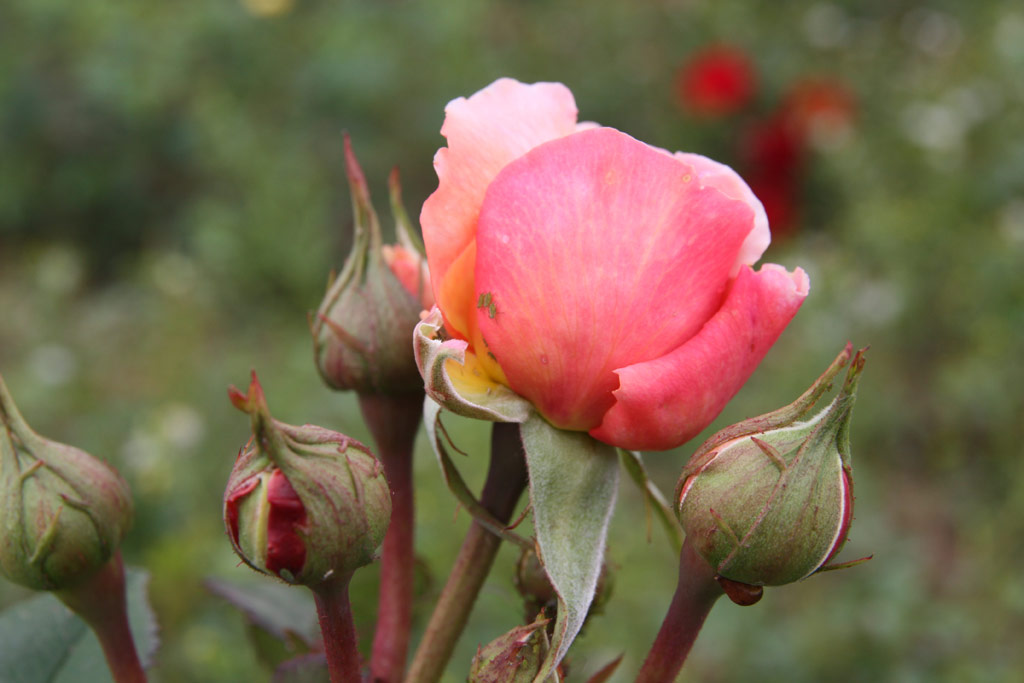 růže Anne Boleyn