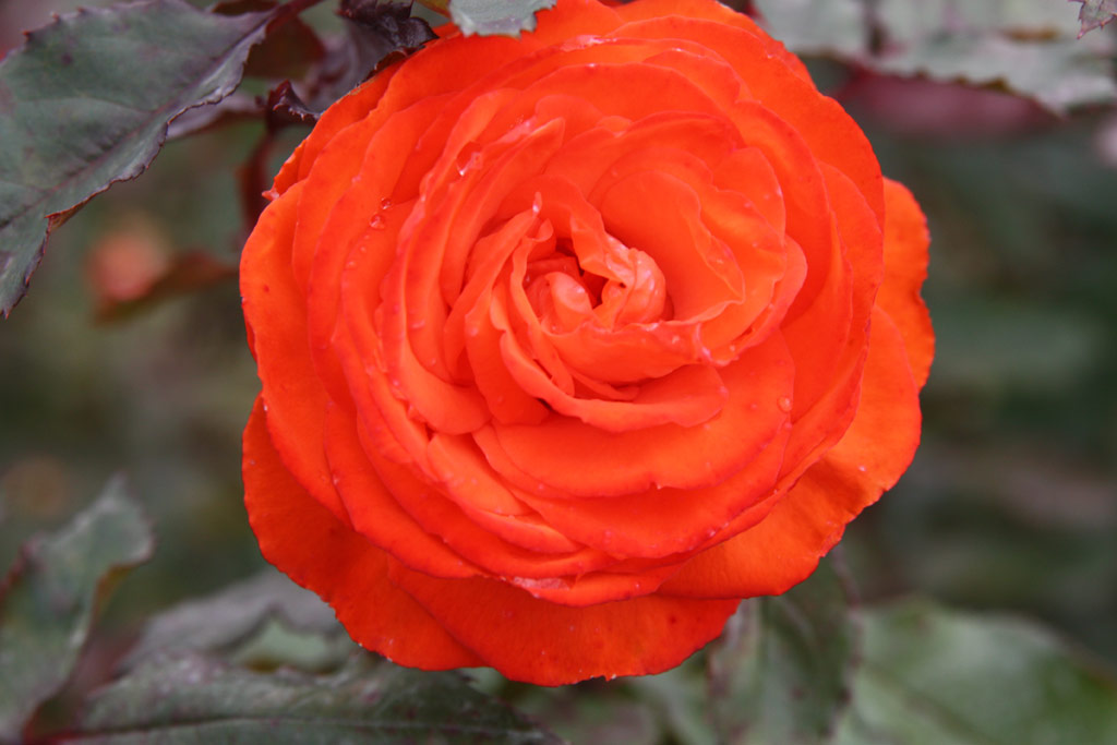 růže Anne Cocker