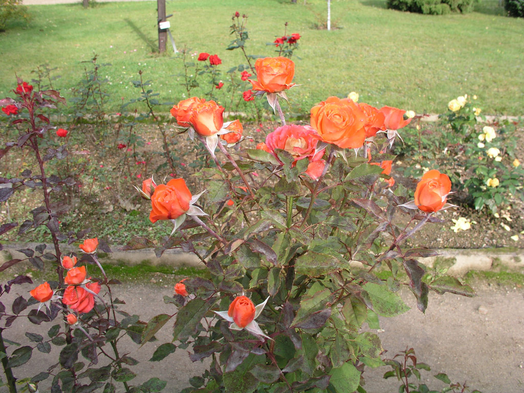růže Anne Cocker