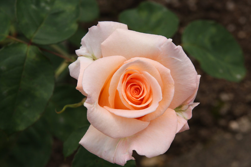 růže Anne Harkness