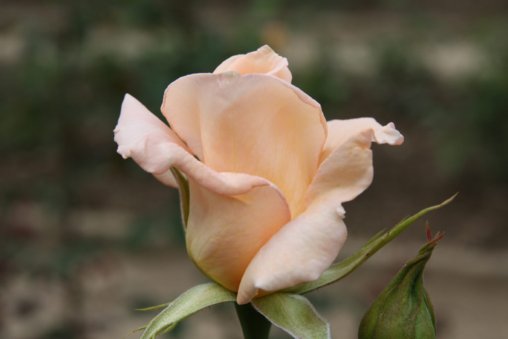 růže Anne Harkness