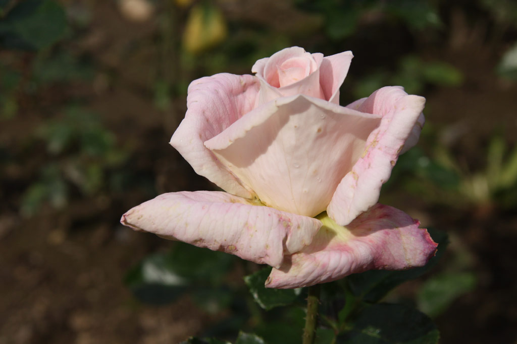 růže Anne Letts