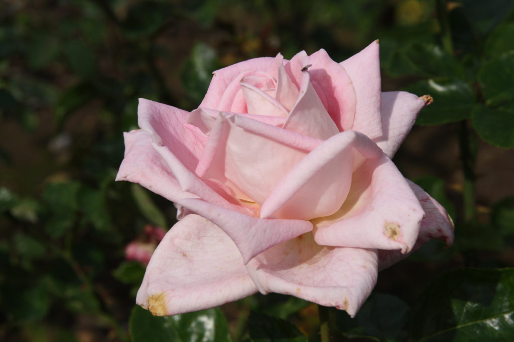 růže Anne Letts