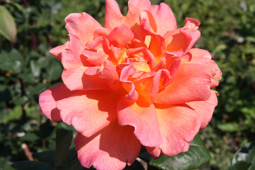 růže Anne Marie Trechslin
