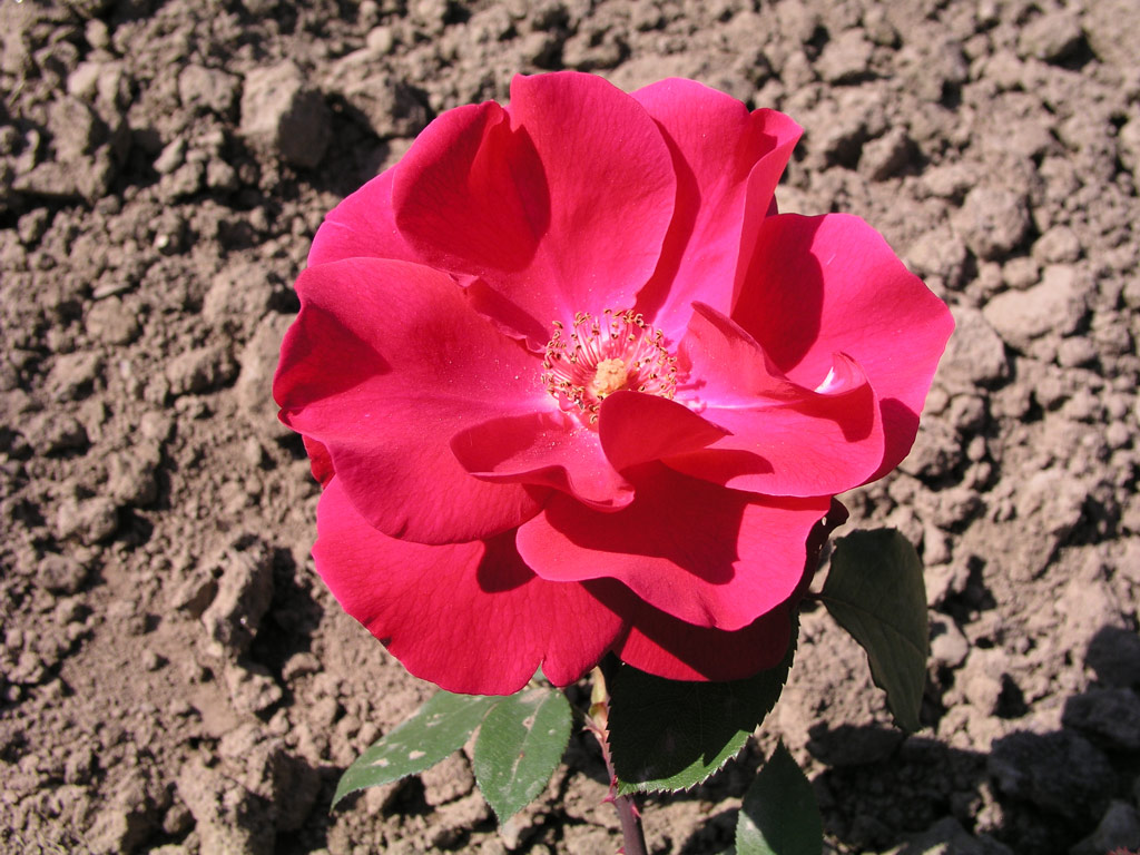 růže Anne Mette