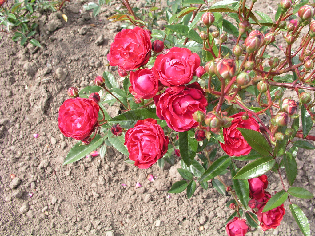 růže Anneke Koster
