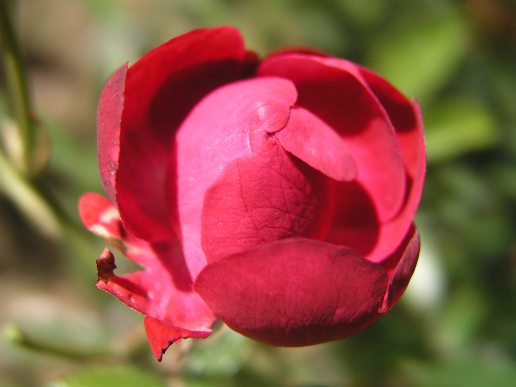 růže Anneke Koster