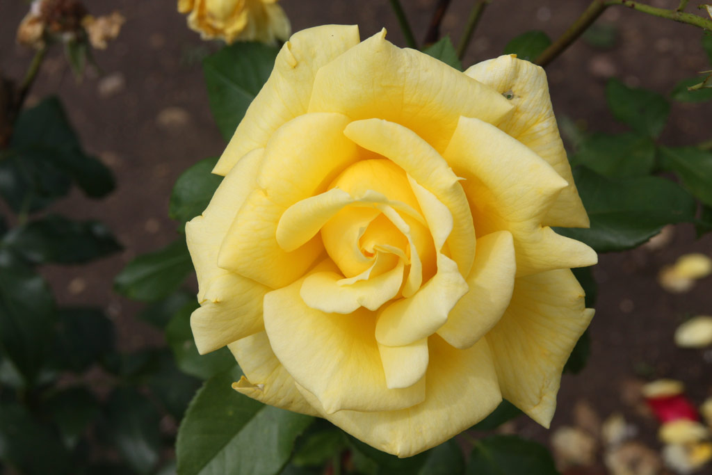 růže Anneliese Rothenberger