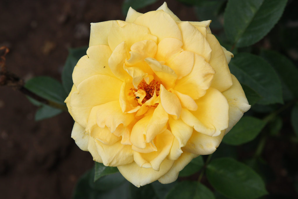 růže Anni D�neke