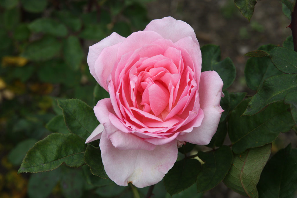 růže Anni D�neke (Olomouc)