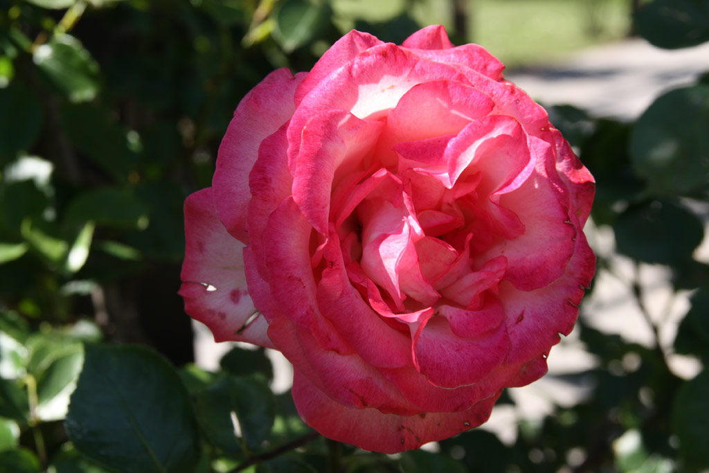 růže Antike 89