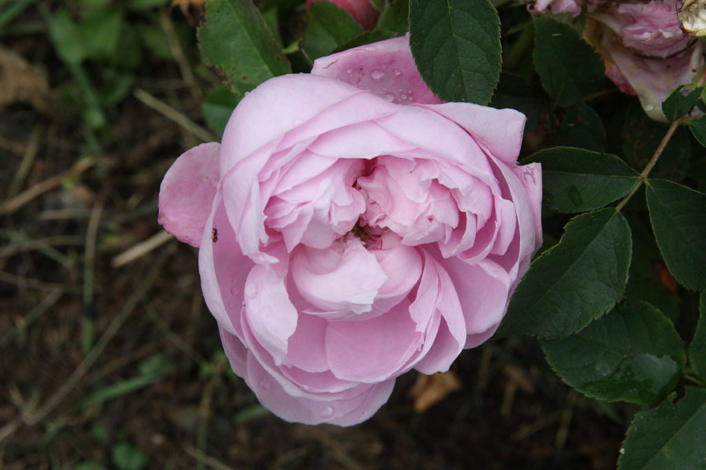 růže Antonie Schurz