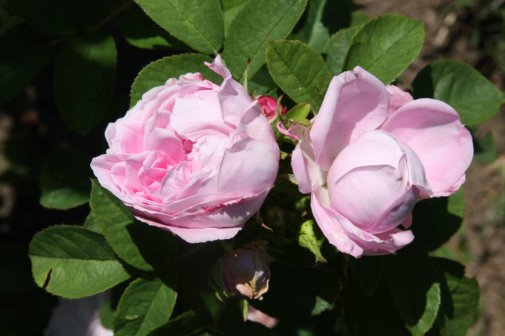 růže Antonie Schurz