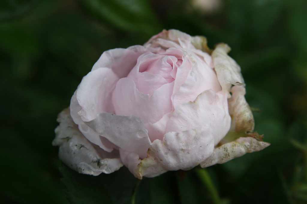 růže Antonine d�Ormois