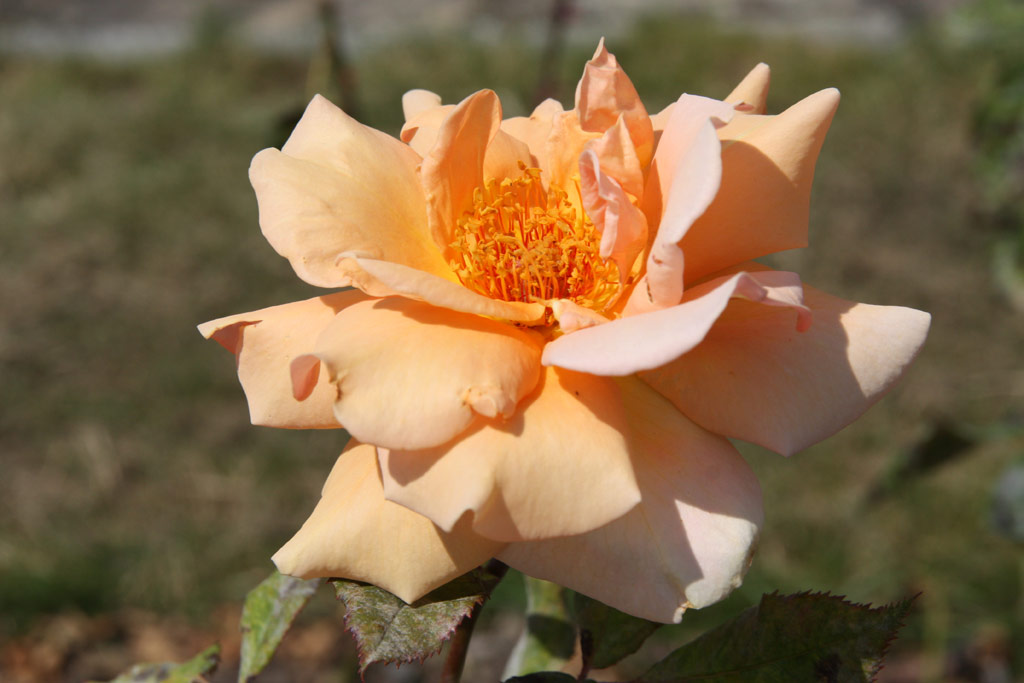 růže Apricot Silk