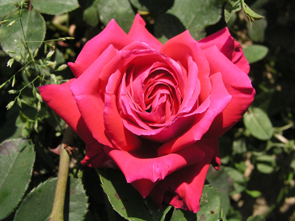 růže April Love