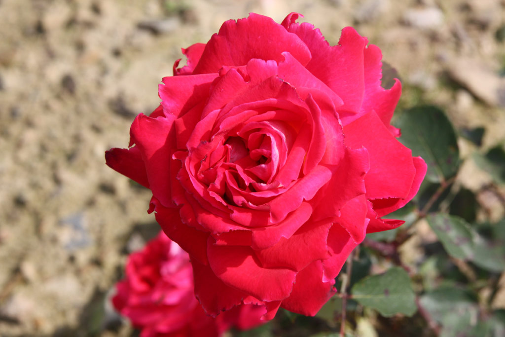 růže April Love