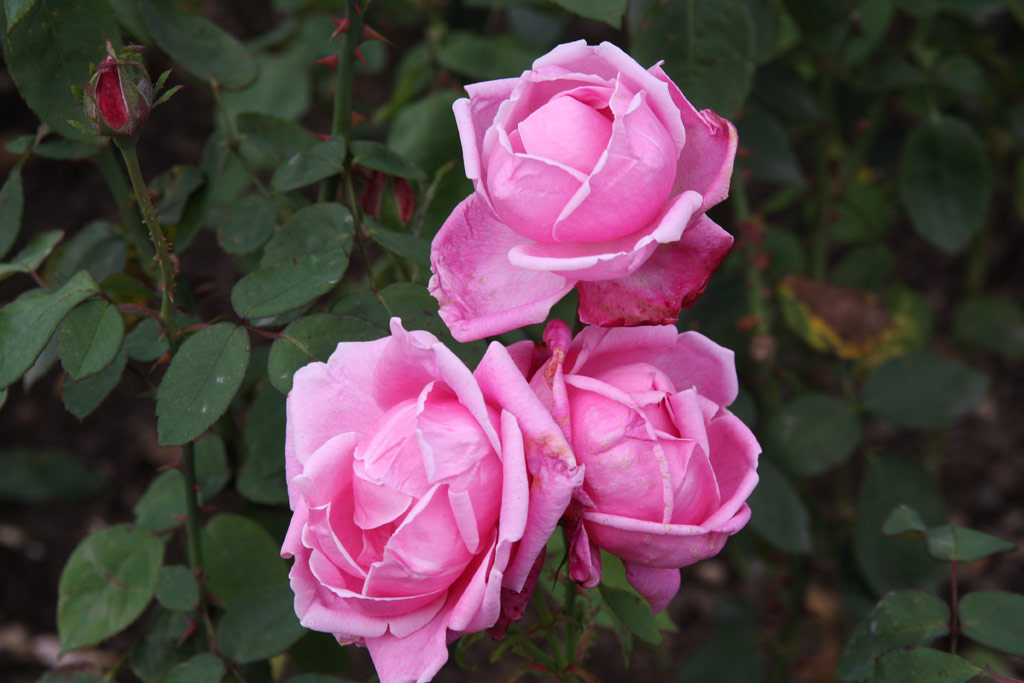 růže Arabella (Schilling)