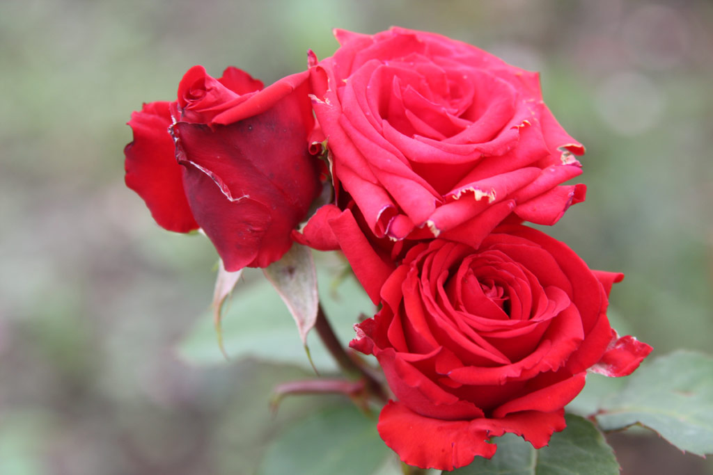 růže Arad