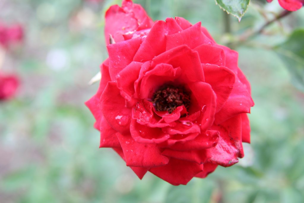 růže Arad