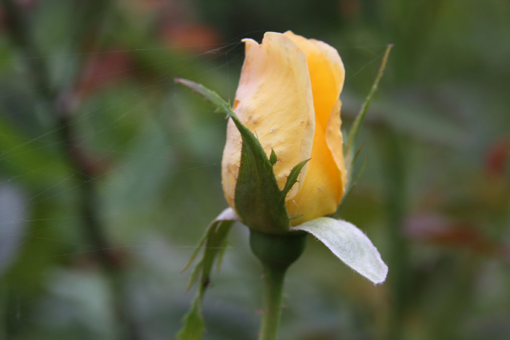 růže Aranyh�d
