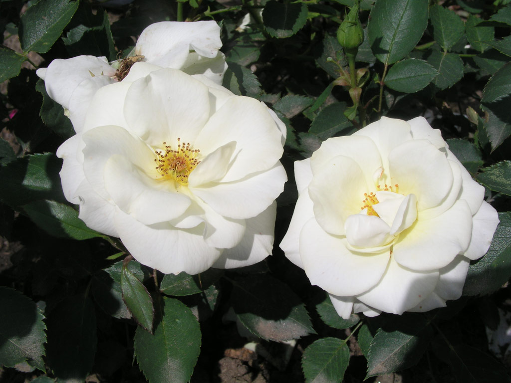 růže Arboretum Borov� Hora