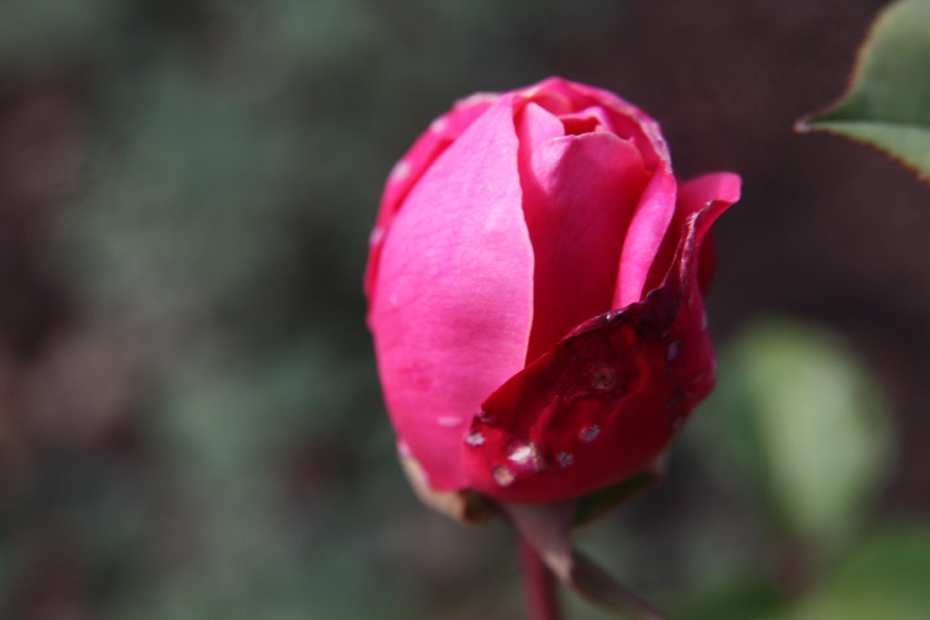 růže Archiduc Joseph