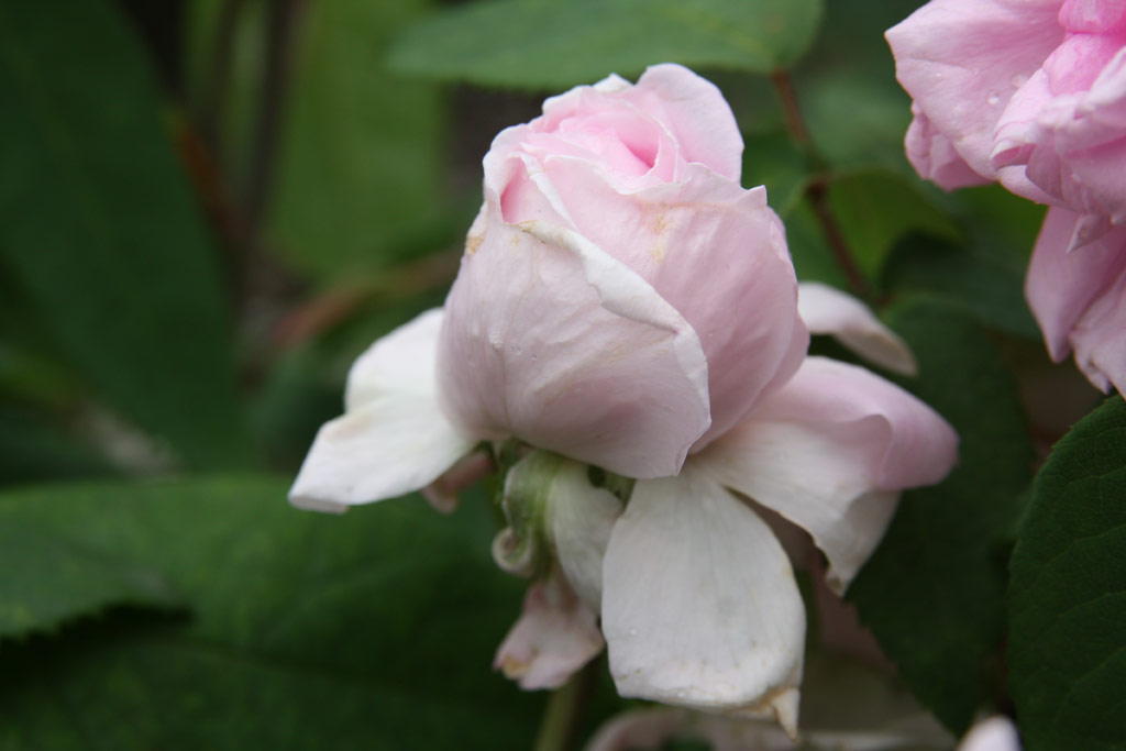 růže Archiduchesse Elizabeth d�Autriche