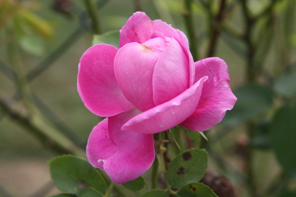 růže Archiduchesse Elizabeth d�Autriche