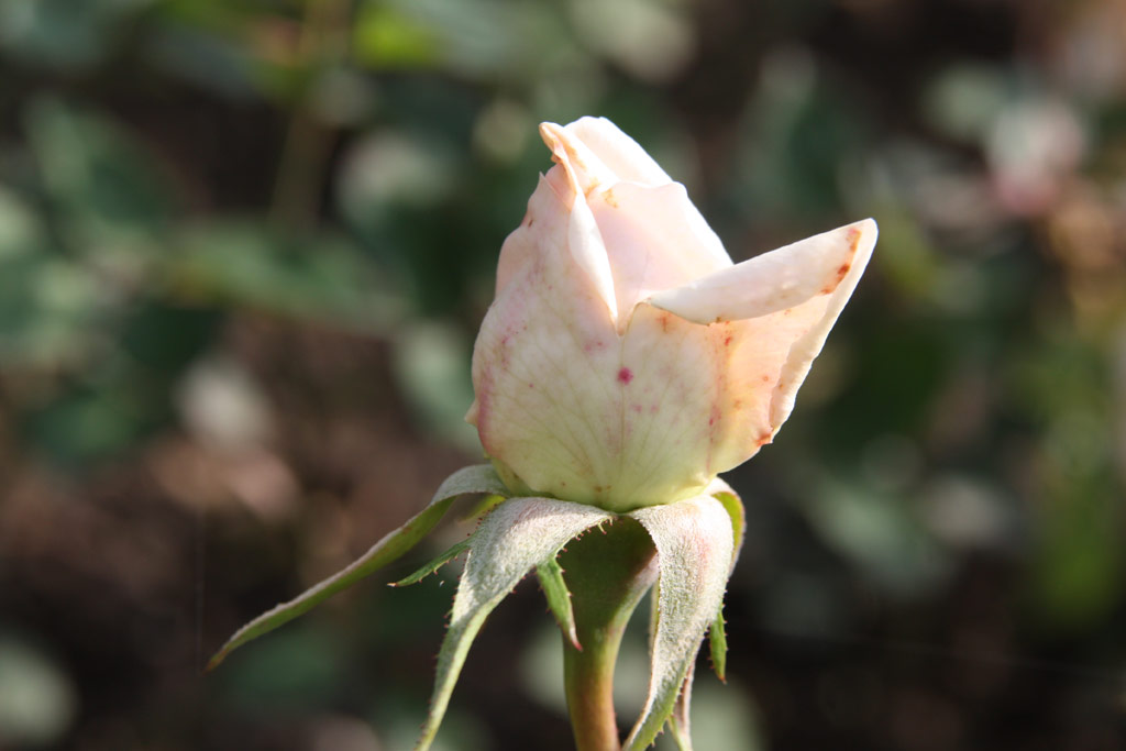 růže Argentine Cramon