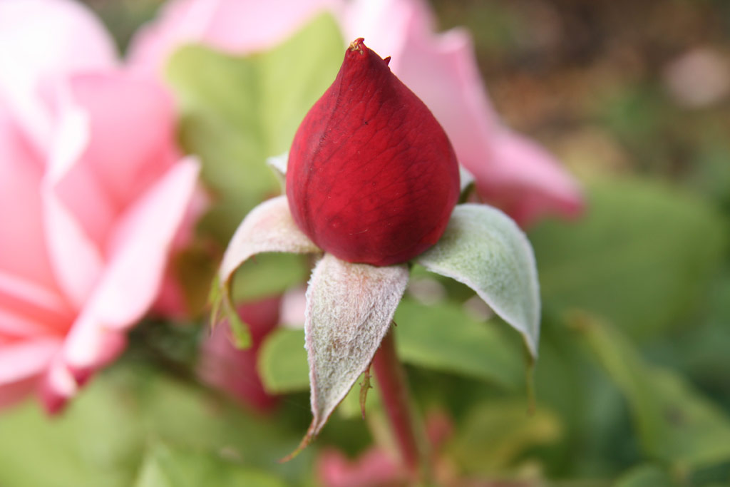 růže Arioso