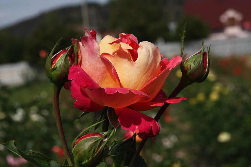 růže Arlequin (Gaujard)