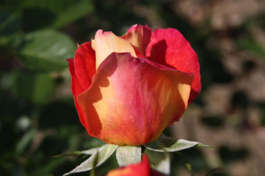 růže Arlequin (Gaujard)