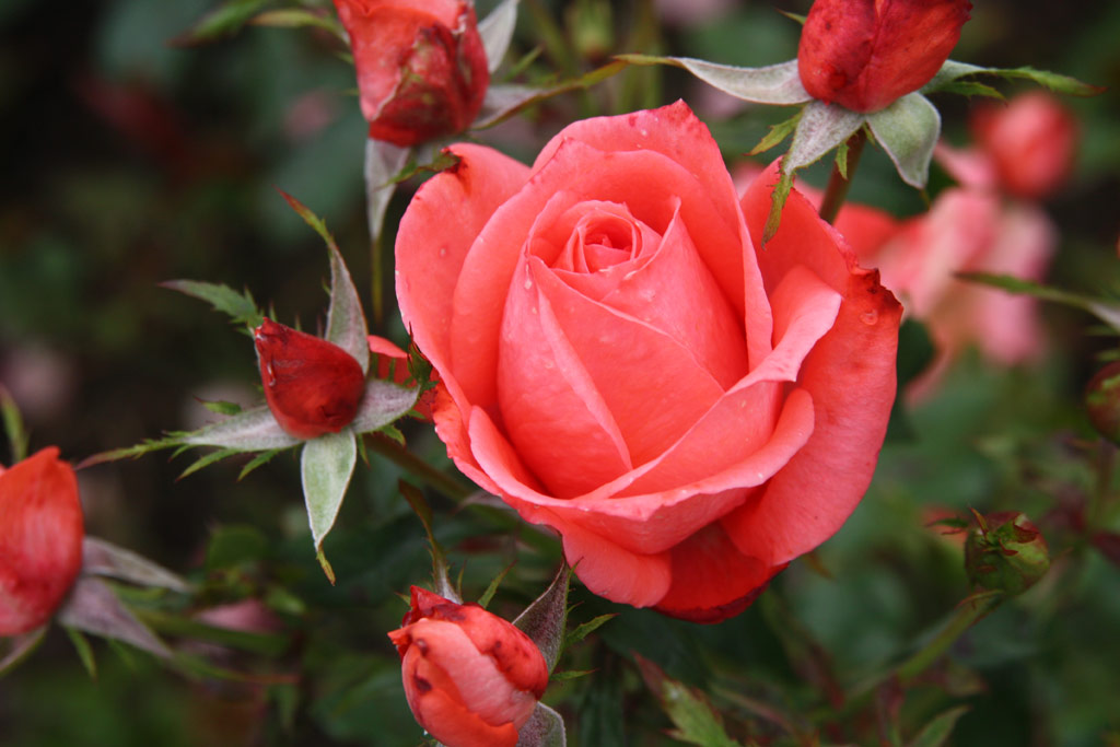 růže Arnaud Delbard