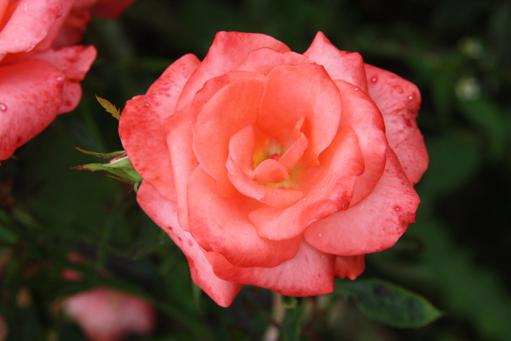 růže Arnaud Delbard