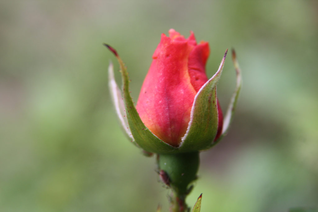 růže �rp�d-h�zi Szent Erzs�bet Eml�ke