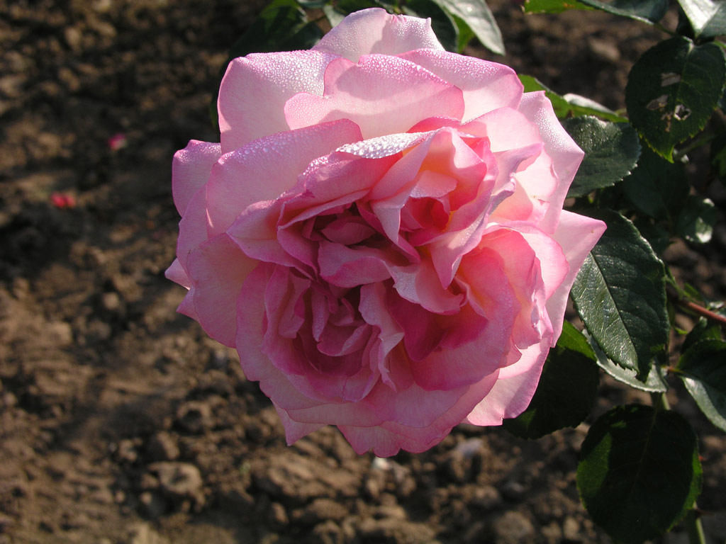 růže Artek