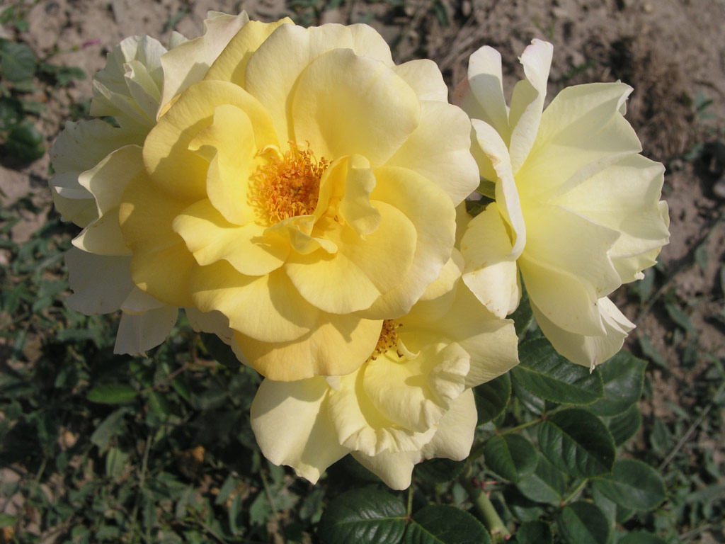 růže Arthur Bell