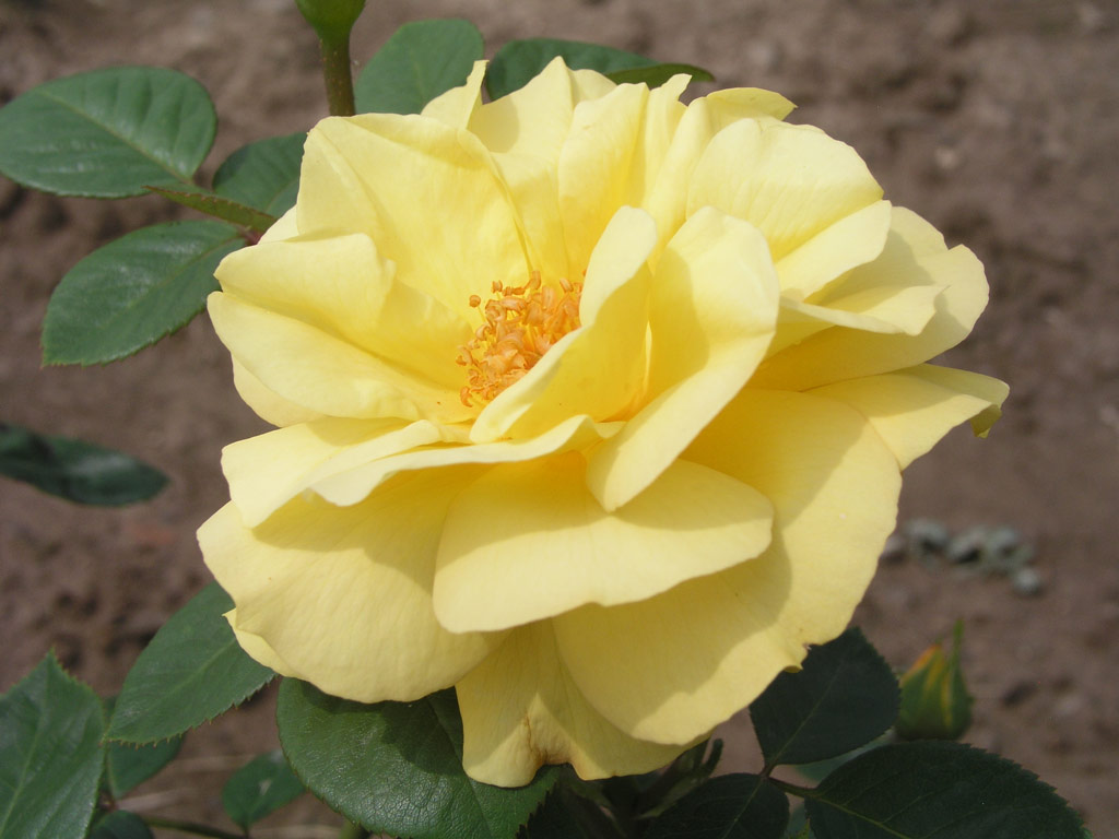 růže Arthur Bell