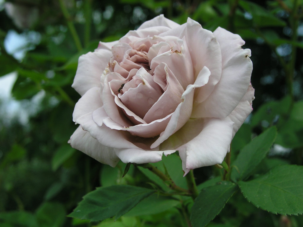 růže Aschermittwoch