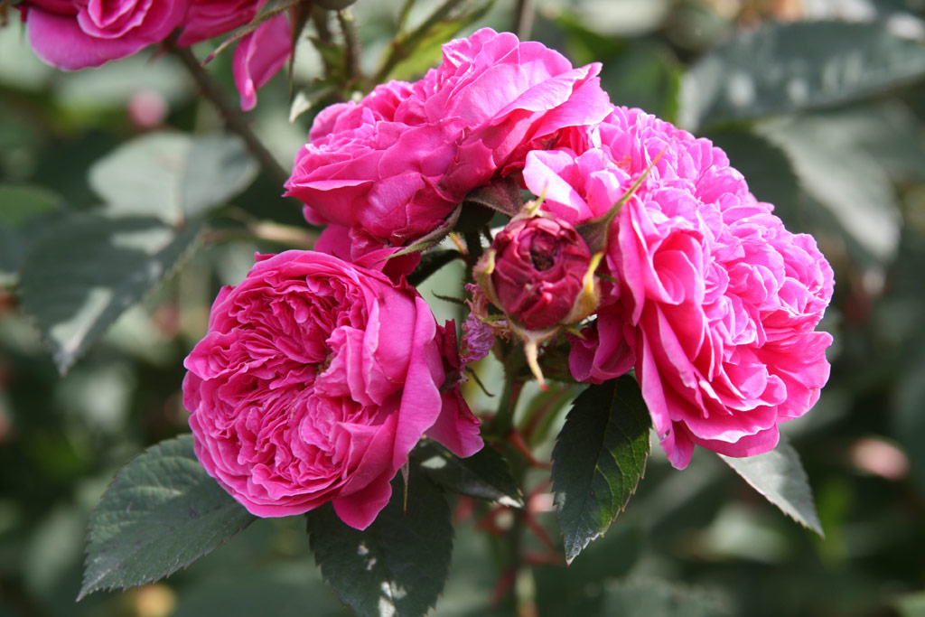 růže Asta von Parpart
