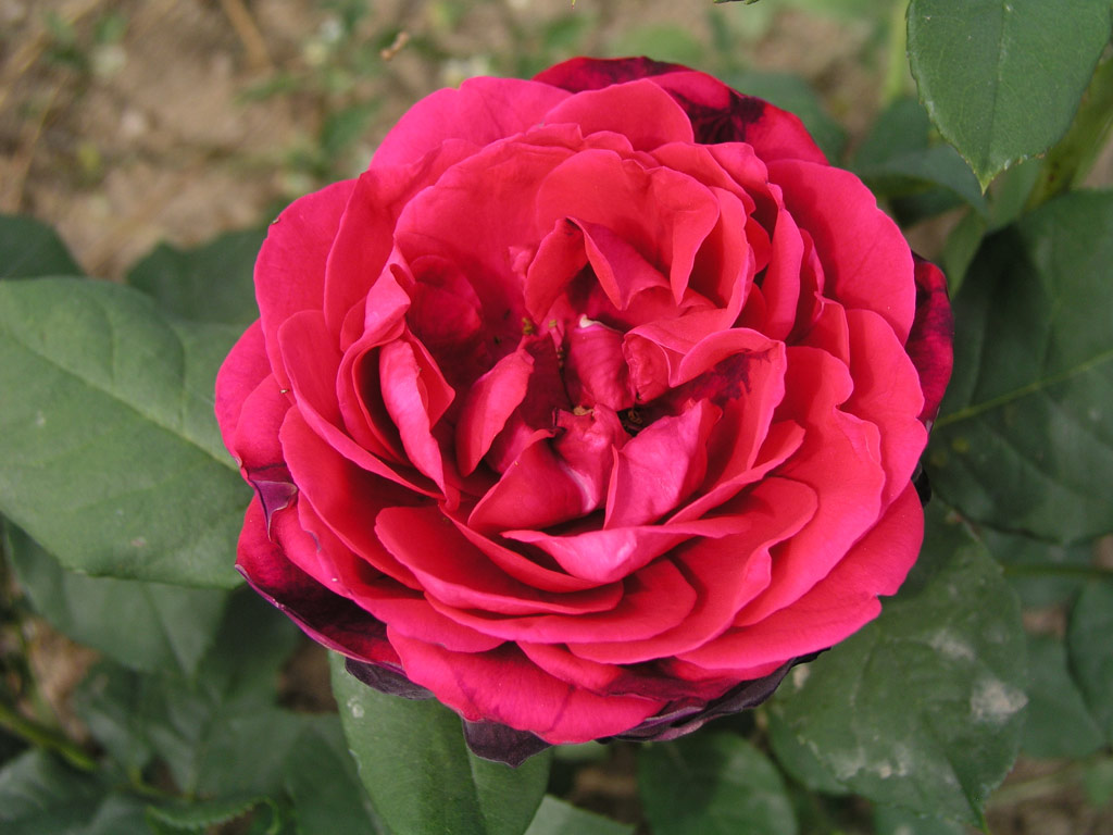 růže Astrid Gr�fin von Hardenberg