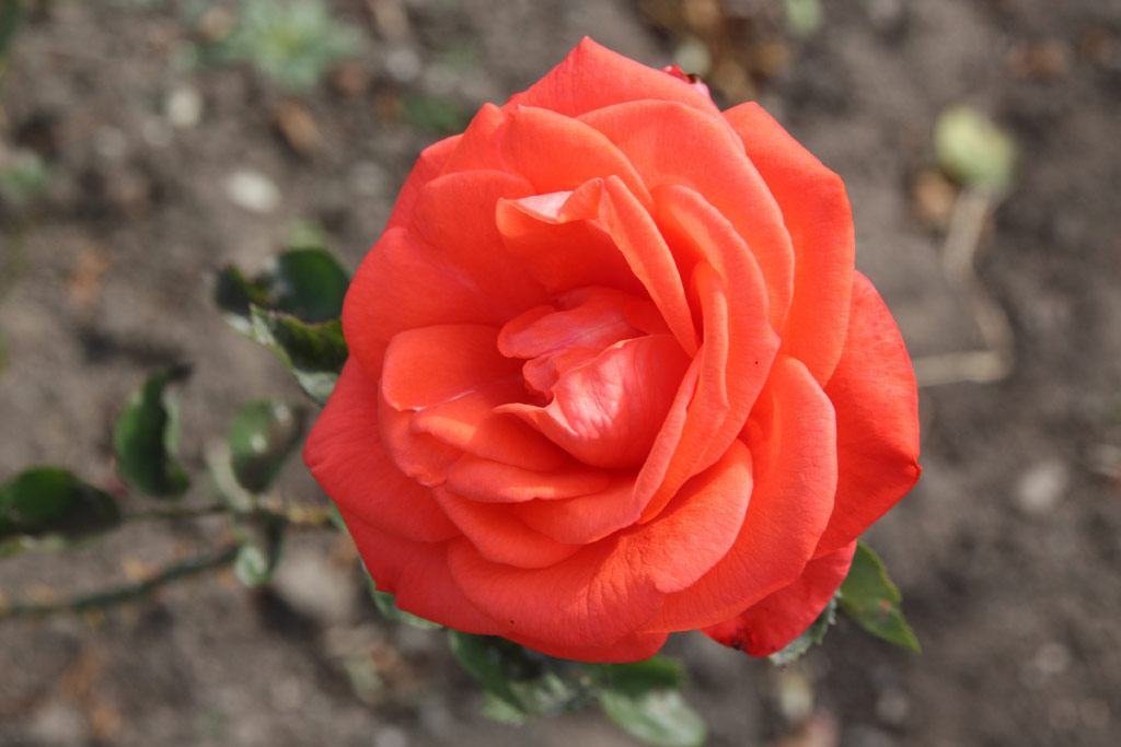 růže Atoll