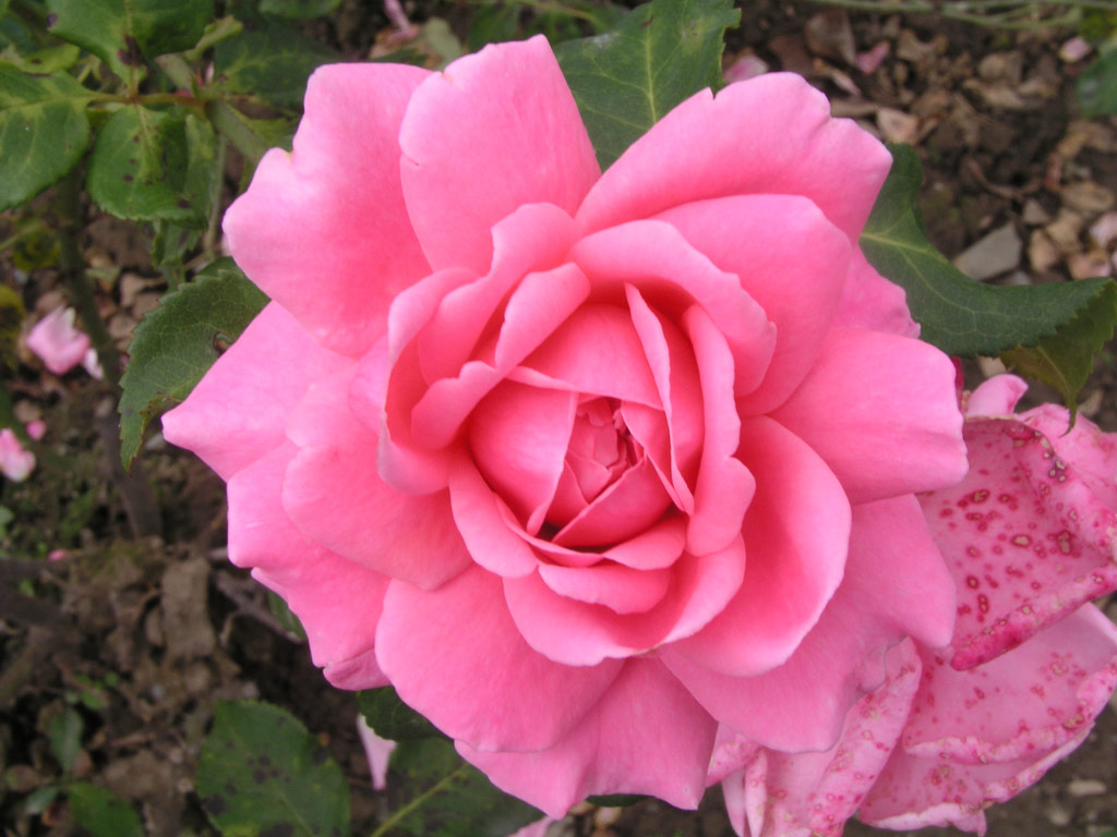 růže August Seebauer